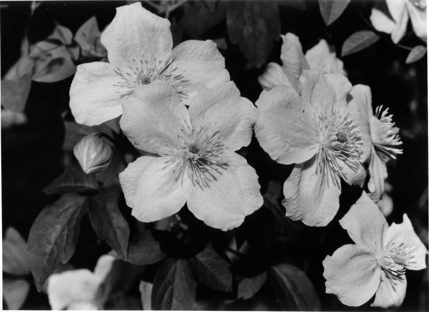 [Image: Blueten.jpg]